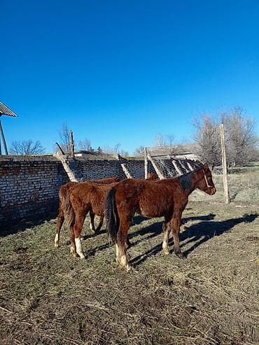 котята белые: Продаю | Жеребенок | Полукровка | Для разведения — 3