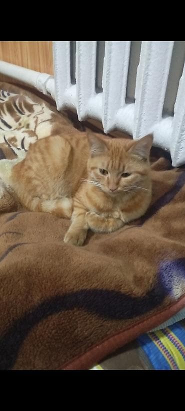 Пропала кошка, в районе Фрунзе /западная Фрунзе Алматинка! at lalafo.kg Пропала кошка, в районе Фрунзе /западная Фрунзе Алматинка!