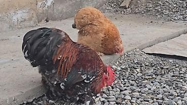 продаю лошать: Парселян кохинхин карлик 1+1 сатылат — 6