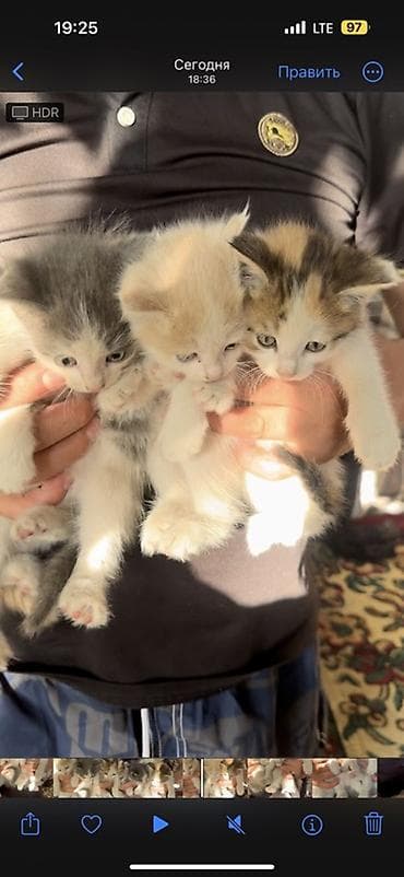 ат жаныбар: Котята, помёт из нескольких малышей. Описание: - Окрас на выбор — 2
