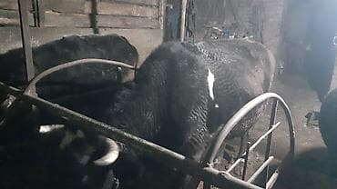 бычки токмоке: Сатам | Уй (ургаачы) | Голштин | Союуга — 2