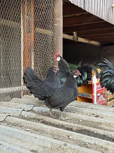 Продаю | Куры, Петух