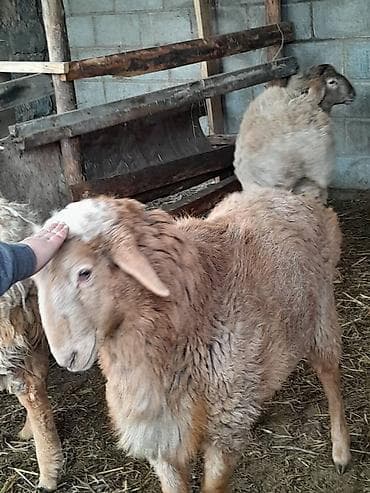 туз малга: Сатам | Кочкор (эркек) | Эдильбай, Арашан, Гиссар | Бычылган — 7