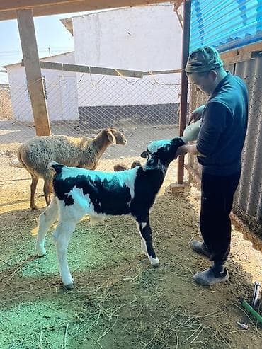 бодоно сатып алам: Продаю | Музоо, торпок | Для молока | Искусственник — 5