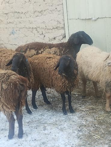 продаю фазан: Продаю | Овца (самка) | Для разведения | Матка — 5