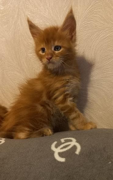 купить кота абиссинца: 🐾🐈Предлагаются к ранней брони очаровательные котята мейн-кун — 3
