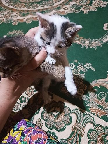мышык берем: Отдаются котята. Маленькие домашние котята, возраст визуально ранний — 2
