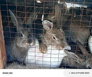 гоф 4: Шины 175 / 65 / R 14, Лето, Б/у, Комплект, Легковые, Китай, Goform — 5