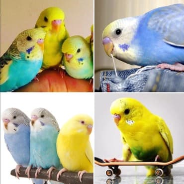 Кемирүүчүлөр: Волнистые попугайчики разных цветов а так же есть другие виды Кареллы — 1