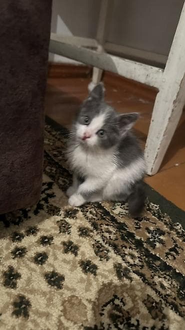 возьму кошку бесплатно: 2 месяца, Девочка, Приучена к лотку — 3