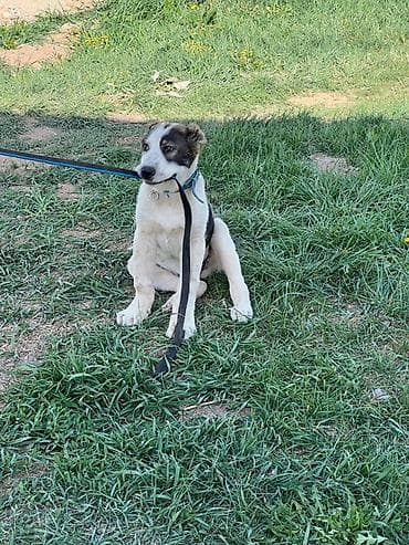 купить овчарку щенка: Алабай, 3 месяца, Самец, С прививкой — 7