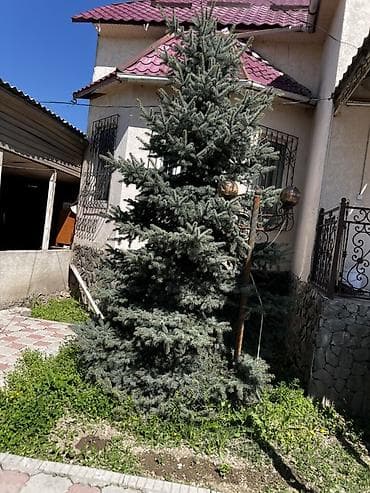 араукария купить: Ель голубая (Picea pungens glauca) для озеленения участка. - Пышная — 1