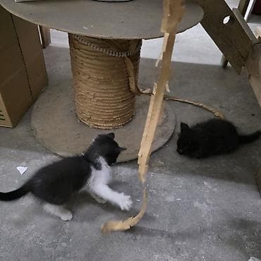 сколько стоит мейн кун котёнок: Котята САМОВЫВОЗ - Описание: игривые пушистые малыши, на фото — — 2