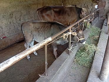 швиц бык: Продаю | Бык (самец) | Швицкая | На откорм, Для разведения — 6