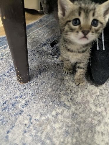 кошка с разными глазами: Котята от домашней кошки - 4 котят: есть трёхцветные — 7