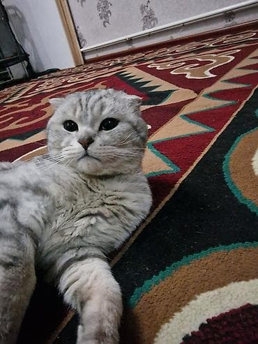 собака лабладор: Скотиш Фолд (Шотландская вислоухая), 2 года, Мальчик, Серебристая шиншилла, С прививками — 3