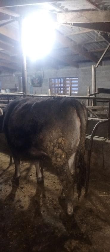 рыбы живые: Продаю | Тёлка | На откорм | Привязанные — 2