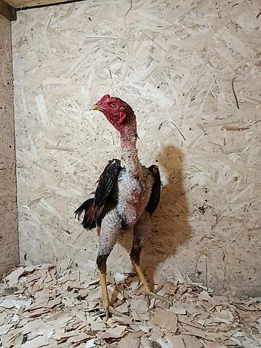 бенгальские кошки бишкек: Продаю | Куры — 4