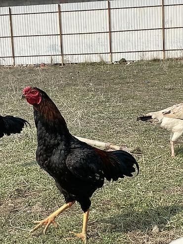 животные корова: Продаю | Петух | Бойцовая | Для разведения — 2