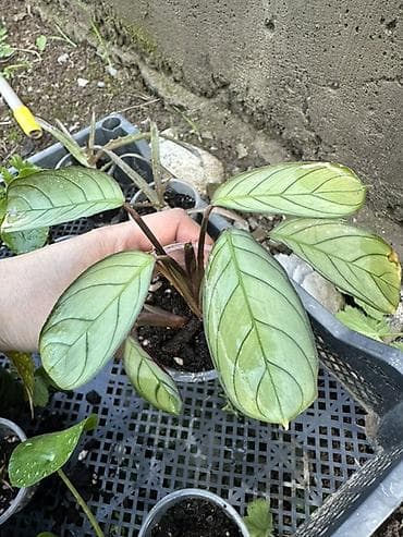 фикусы для офиса: Комнатные растения — коллекция в горшках/стаканчиках Цены 150-450сом — 1