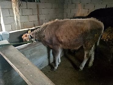Продаю | Бык (самец) | На откорм | Привязанные