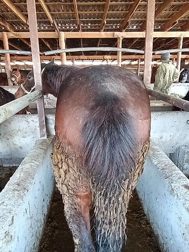 машинка для стрижки животных: Продаю | Жеребец — 6