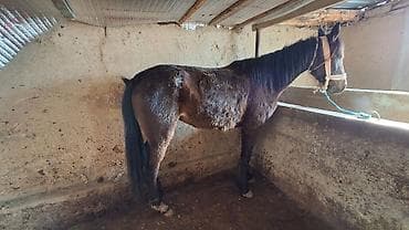 ящик сатылат: Сатам | Бээ (ургаачы) | Көбөйтүү үчүн | Асыл тукумдуу — 3