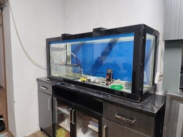 аквариум: Просторный аквариум панорамного типа с чёрной рамой. - Прямоугольная — 6