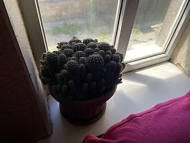 Кактусы: Продаю огромный кактус Echinopsis oxygona — 1