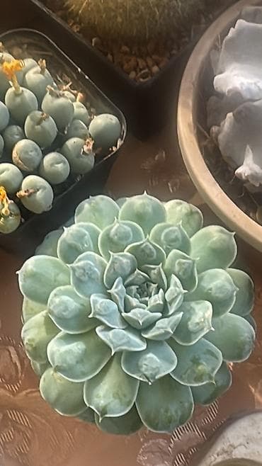 кактус эхинопсис: Суккуленты Echeveria (эхеверия) — коллекционные розеточные формы в — 3