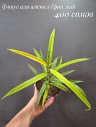 живые растения в аквариум купить: Комнатные растения, цветы (молодые растения, взрослые экземпляры). Не — 4