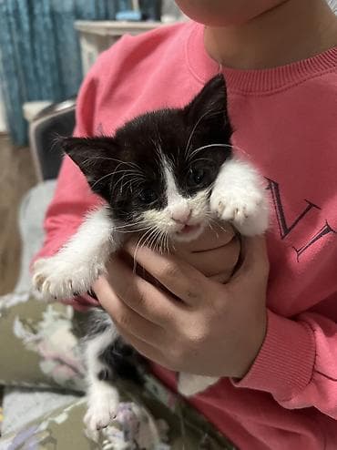 отдам даром котенка бишкек: 1 месяц, Мальчик, Приучена к лотку — 3