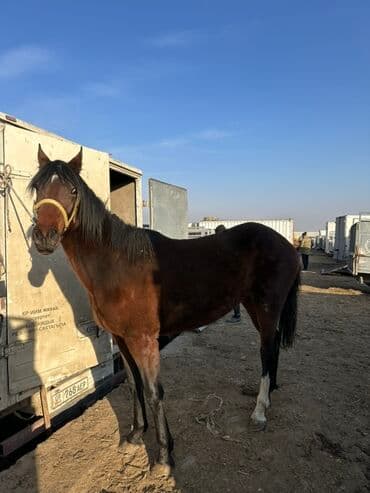 сельскохозяйственные животные продажа: Продаю | Кобыла (самка) | Полукровка, Английская | Для разведения | Племенные — 3