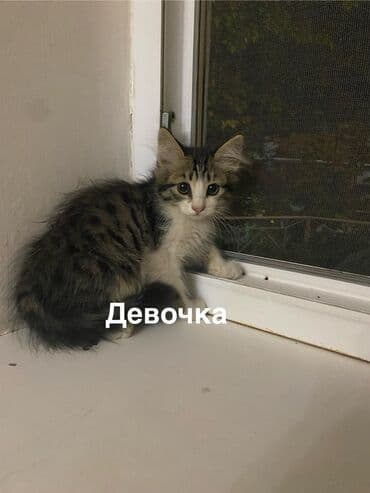 кошка дом: Беспородная, 3 месяца, Мальчик, Черный, Приучена к лотку — 8