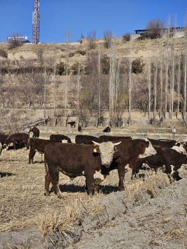разведение сельскохозяйственных животных: Продаю | Корова (самка) | Для разведения | Племенные — 2