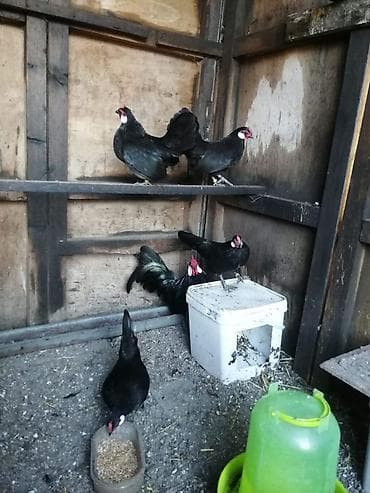 дакан цыплят: Продам красивую породу кур бентамка. Яйценоскость высокая. За сезон — 3