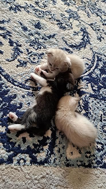 scottish fold: Котята, домашний помет. - Возраст на фото: примерно 4–5 недель. - — 5