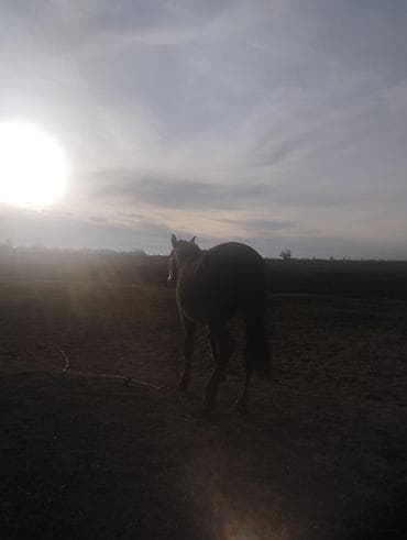Птицы: Продаю | Конь (самец) | Полукровка | Рабочий — 5