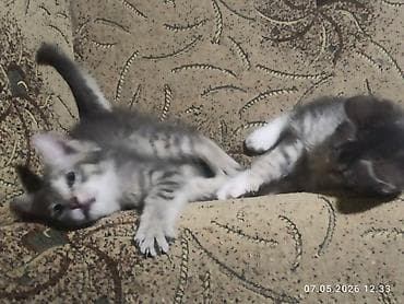 кошки г ош: 3 месяца, Девочка, Приучена к лотку, Проглистована — 3