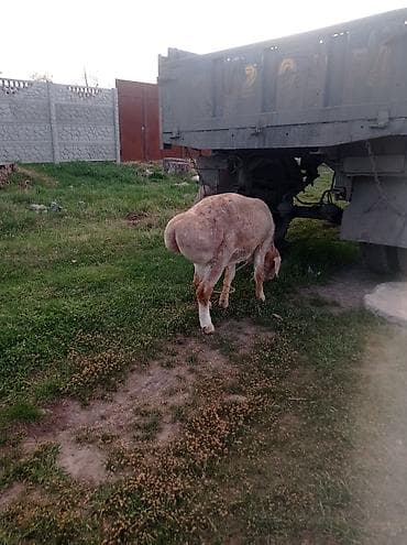 машинка овец: Продаю | Баран (самец) | Арашан | Для разведения | Осеменитель — 4