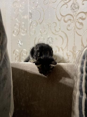 отдам даром котят: 1 месяц, Девочка, Серый — 7
