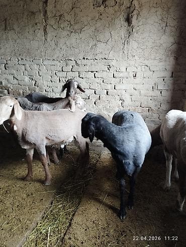 корм для овец: Продаю | Овца (самка) | Для разведения — 6