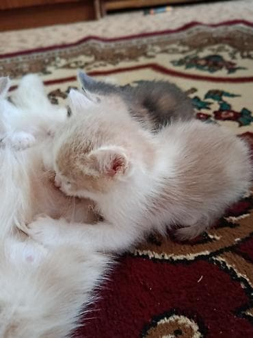 музо алам: Котята два прекрасных мальчика Рыженькие с белым. Шустрые игривые — 4