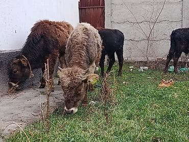 все для животных: Продаю | Музоо, торпок | Полукровка | Для разведения — 4