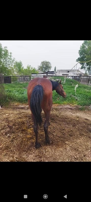 ат тарак: Продаю | Кобыла (самка) | Рабочий — 2