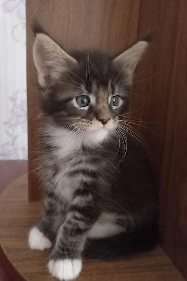 кошка мейкун: 🐾🐈Предлагаются к ранней брони очаровательные котята мейн-кун — 3
