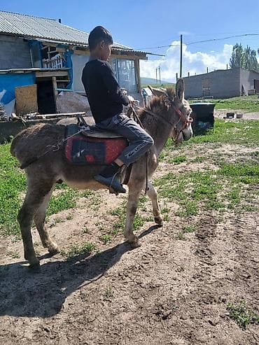 Үй жаныбарлары: Осёл с упряжью для верховой езды - Аккуратный, компактный осёл — 3