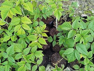 черешня купить: Малина элита сорт! Полонез! чачырабайт цвет: яркорозовый вкус  — 7