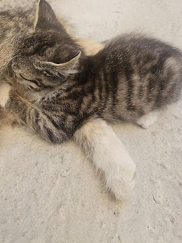Животные: Отдам котят в добрые руки. 3 2-х месячных котят: белый с черным — 2
