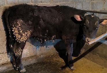 А/ч жаныбарларын сатам: Сатам | Бука (эркек) — 2